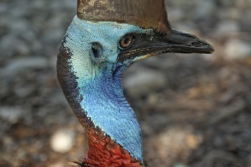 Cassowary